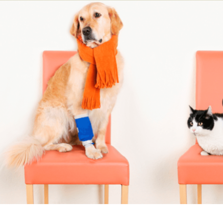 Trusted Veterinary Care in Marietta, GA