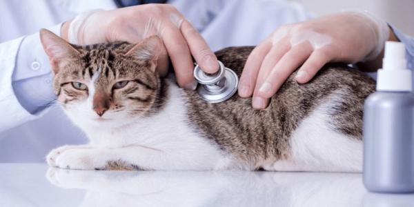 Trusted Veterinary Care in Newmarket, ON