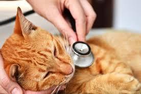 Trusted Veterinary Care in Newmarket, ON