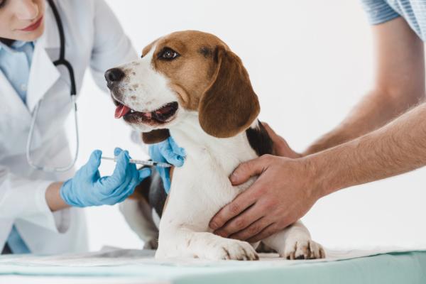 Trusted Veterinary Clinic in Chesapeake, VA – Care You Can Count On