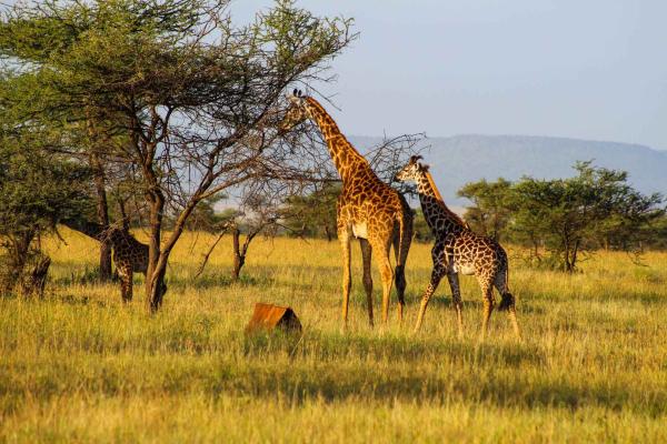 Unforgettable Tanzania Southern Circuit Safari Adventures