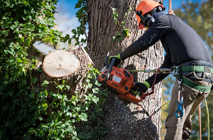Warren Tree Service Co.