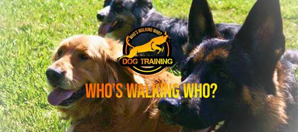 Who's Walking Who? Dog Training Utah