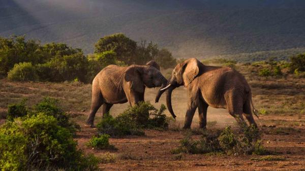 Your Ultimate Guide to the Best Safari Tours in Kenya