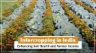Advantages of Intercropping System