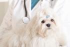 Compassionate Vet Care in Plano, TX – Coit Hedgcoxe Animal Hospital