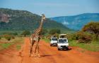 Discover the Magic of Mombasa Safari and Beach Holiday