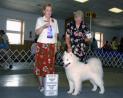 Discover the Perfect Samoyed Dog Today