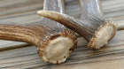 Premium Deer Antlers for Dogs – Safe & Natural Chews