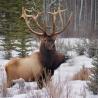 Premium Deer Antlers for Dogs | Bulk Antler Dog Chews Online
