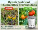Premium Thiobacillus Ferrooxidans Supplier - Bulk Discounts Here