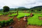 Revolutionizing Farming with FPOs: Tata-Cornell Institute’s Approach to Agricultural Growth