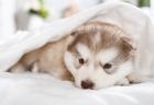 Trusted Vet Clinic in Middletown DE - Care Your Pets Deserve