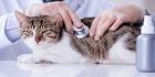 Trusted Veterinary Care in Newmarket, ON
