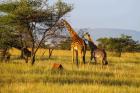 Unforgettable Tanzania Southern Circuit Safari Adventures