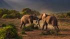 Your Ultimate Guide to the Best Safari Tours in Kenya