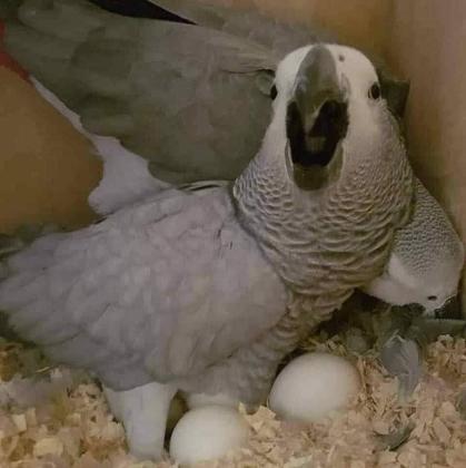 All kind of Parrots chicks and Fertile Parrots Eggs For Sale