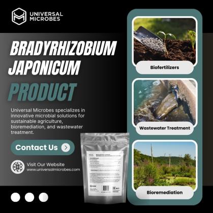 Best Bradyrhizobium Japonicum Manufacturer – Bulk Offers Inside!