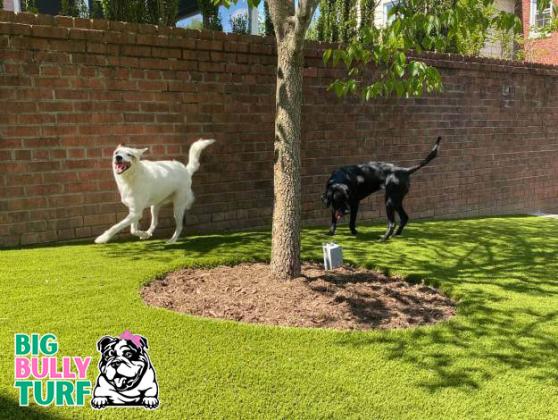 Big Bully Turf