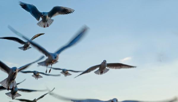 Bird Control Richmond