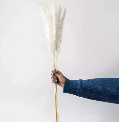 Buy Pampas Grass Online for Luxurious Home Styling