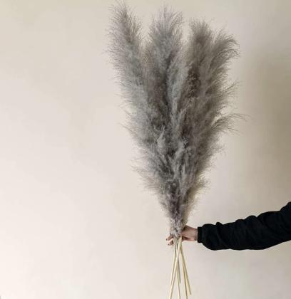 Buy Pampas Grass Online for Luxurious Home Styling