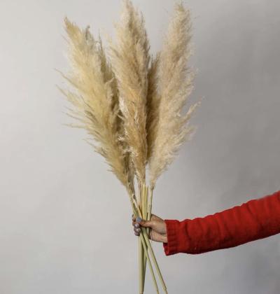 Buy Pampas Grass Online for Luxurious Home Styling