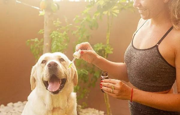 Buy Rick Simpson Oil in the UK – Effective Cannabis Oil for Pain Relief and More