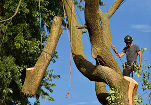 Castro Valley Tree Service