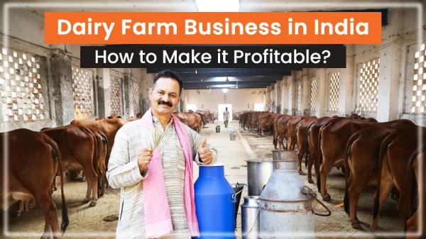 Dairy Farming Business in India