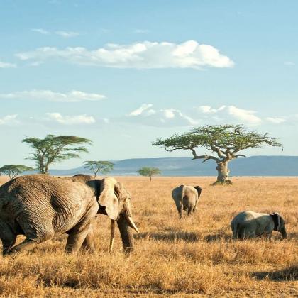 Embark on the Ultimate Tanzania Beach Safari