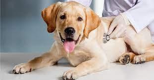 Exceptional Veterinary Care in Roanoke, VA – Old Dominion Vet Clinic