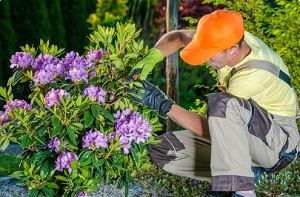 Lawn Mowing Services