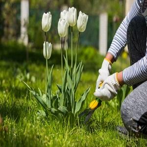 Lawn Turf Installation