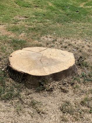 Lenk Tree Services