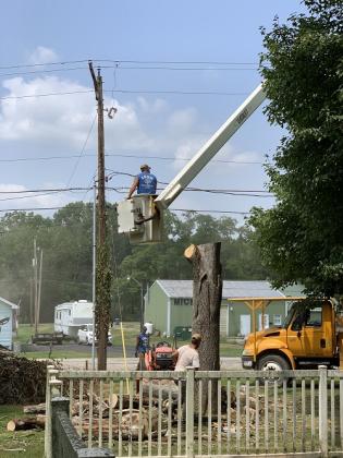 Lenk Tree Services