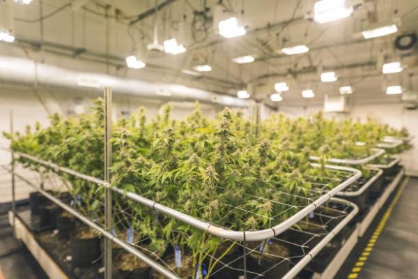 Marijuana Growing Equipment - The Clone Conservatory