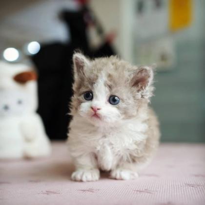 Munchkin cat for sale -Oregon