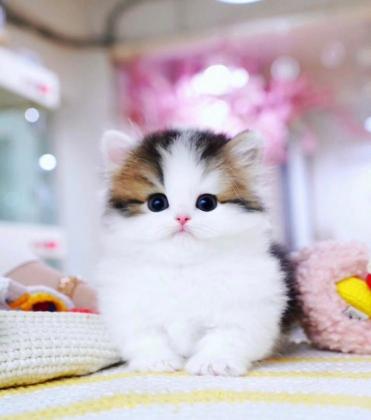 Munchkin cat for sale (Texas)