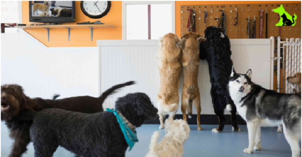 Professional Dog Grooming Services in North York