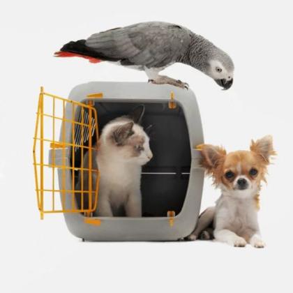 Professional Pet Grooming in North York – Hello Pets Inc.