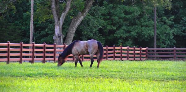 Rail HDPE Horse Fencing | Derby Fence Co.