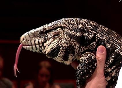 Snake handling magicians | Snake Encounters