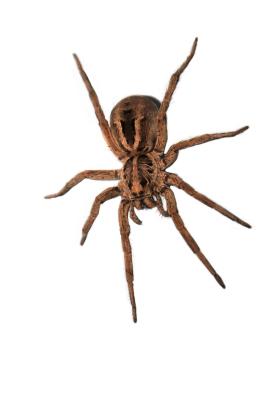Thrive Pest Control