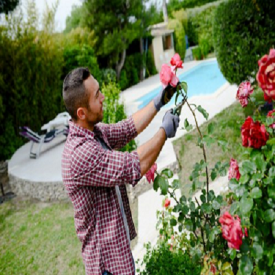 Tree Cutting Service