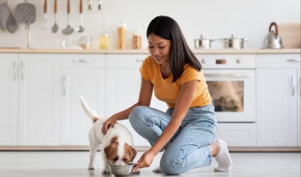 What Is the Best Dog Food for My Pet’s Health?