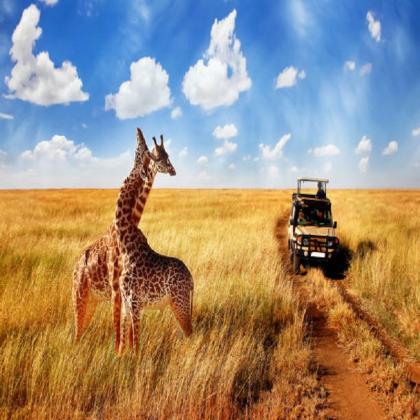 Your Ultimate Tanzania Safari Awaits