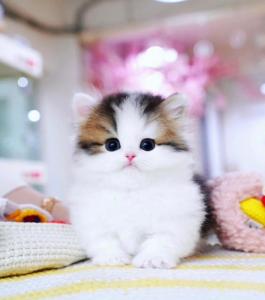 Munchkin cat for sale -NC