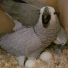 All kind of Parrots chicks and Fertile Parrots Eggs For Sale