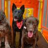 Boarding Training Los Angeles | Expert Dog Care Services